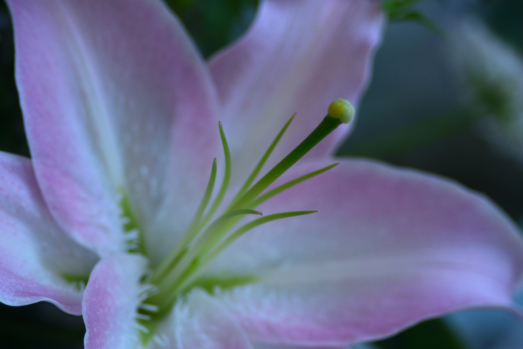 越後うまれのユリ展示会で１