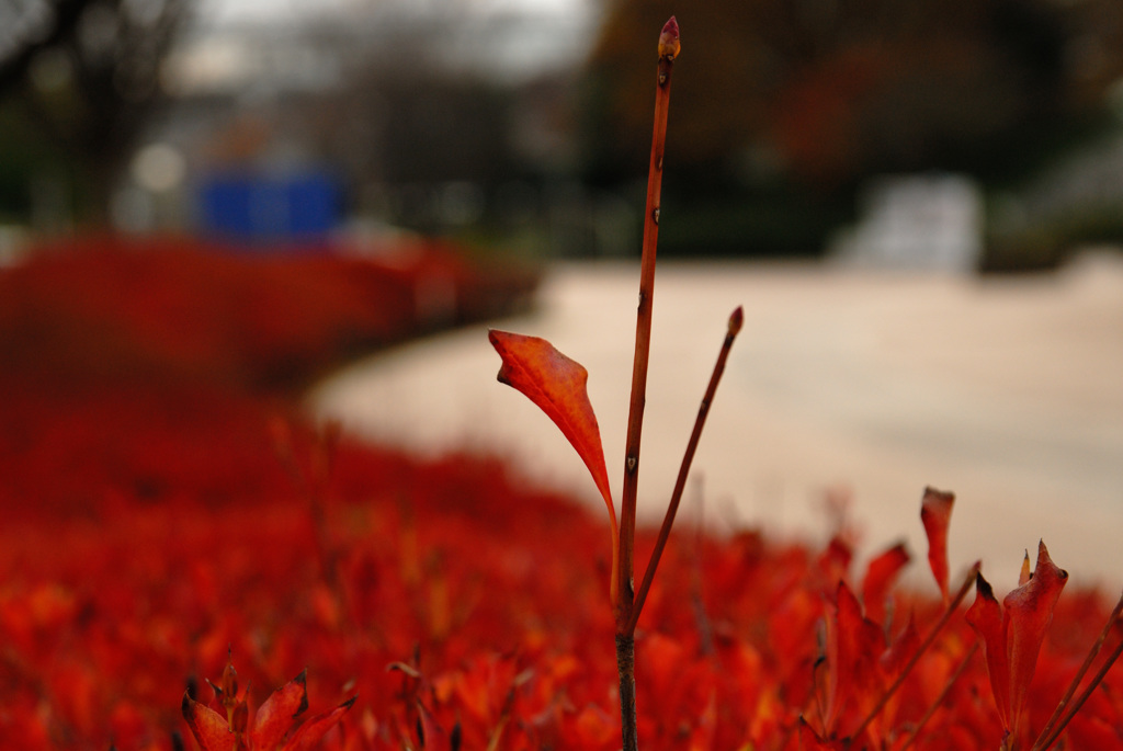 毎朝歩く公園にて２