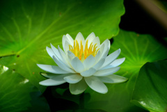 じゅんさい池の睡蓮花１