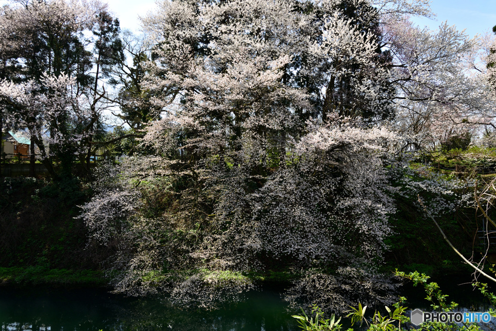 水源の桜２