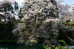 水源の桜２