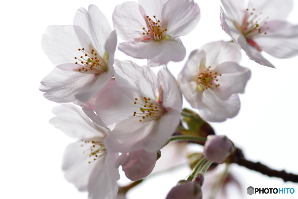 今が盛りと咲きほこる10