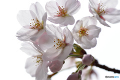 今が盛りと咲きほこる10