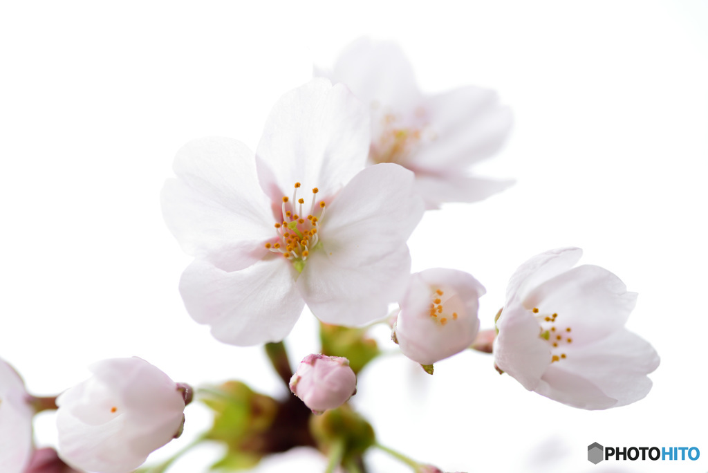 今が盛りと咲きほこる９