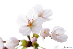 今が盛りと咲きほこる９