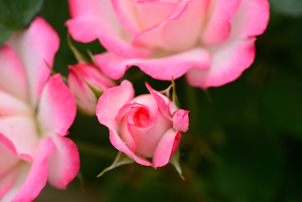 最後の平成六月のバラ１