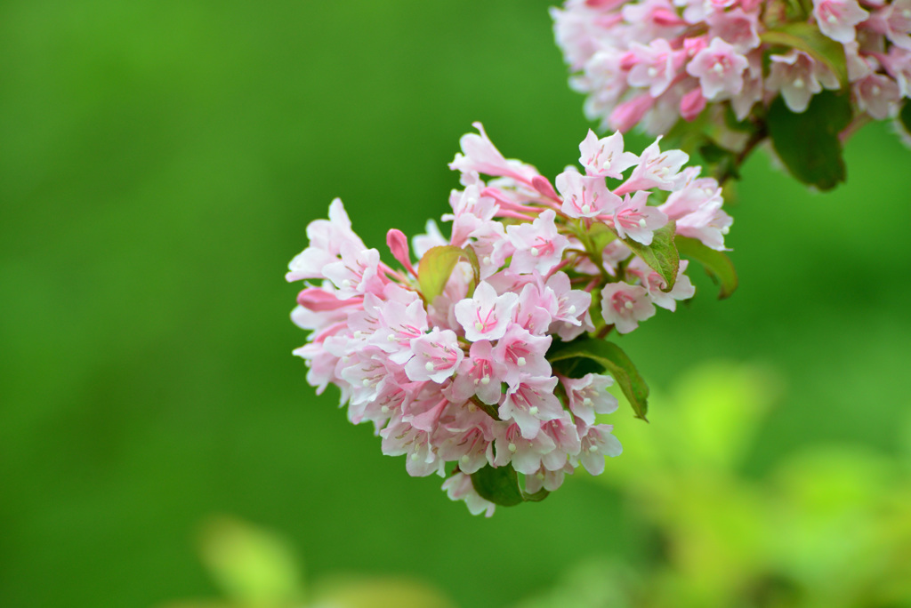 タニウツギの花