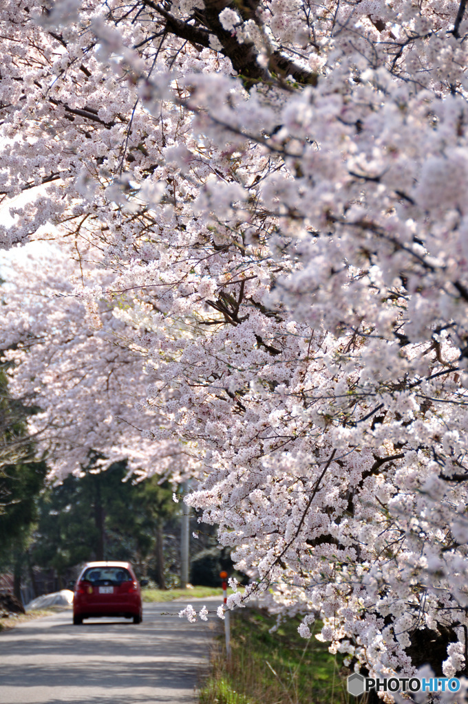 桜の記憶と記録の中から1-3