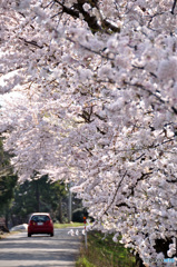 桜の記憶と記録の中から1-3
