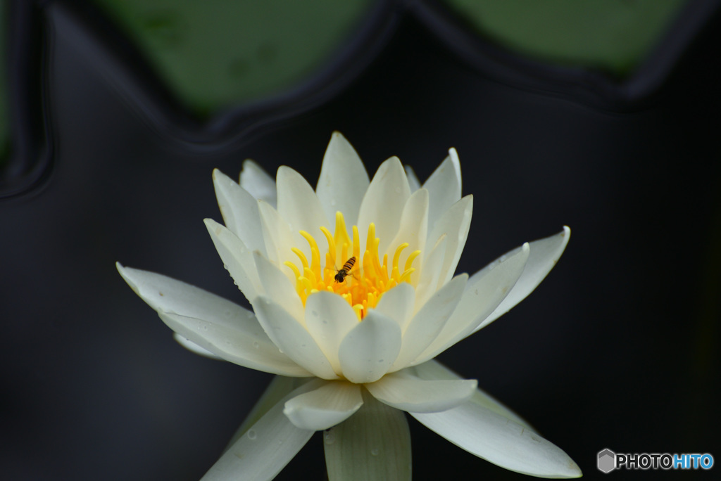 じゅんさい池の睡蓮花３