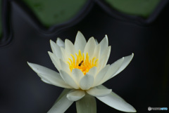 じゅんさい池の睡蓮花３