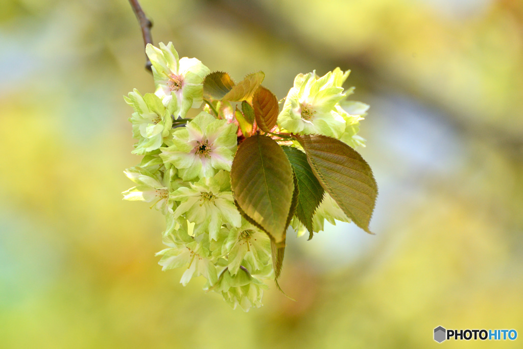 御衣黄桜２