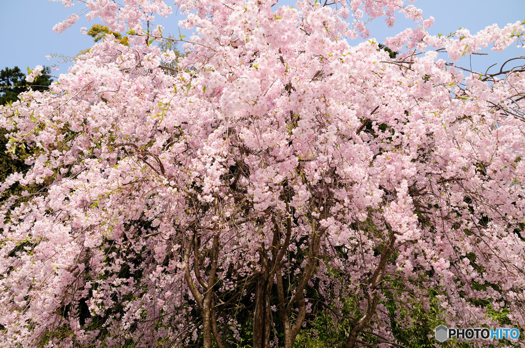 桜の記憶と記録の中から1-6
