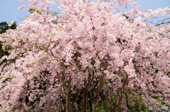 桜の記憶と記録の中から1-6