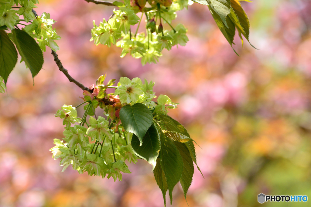御衣黄桜４