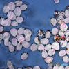 散っても桜は桜２