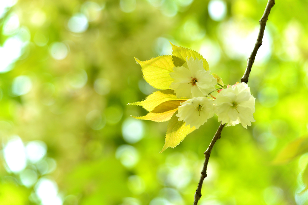 ５月の植物園を歩く（サトザクラ・鬱金）