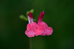 歩道脇の木陰で２