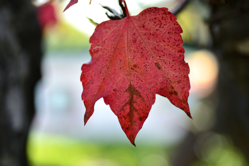 まさに秋紅葉のひと３