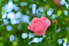 二宮家バラ園にて２