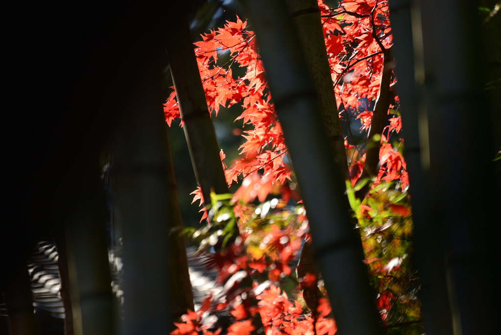 晩秋の山麓を歩く２