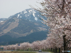 桜の記憶と記録の中から1-1