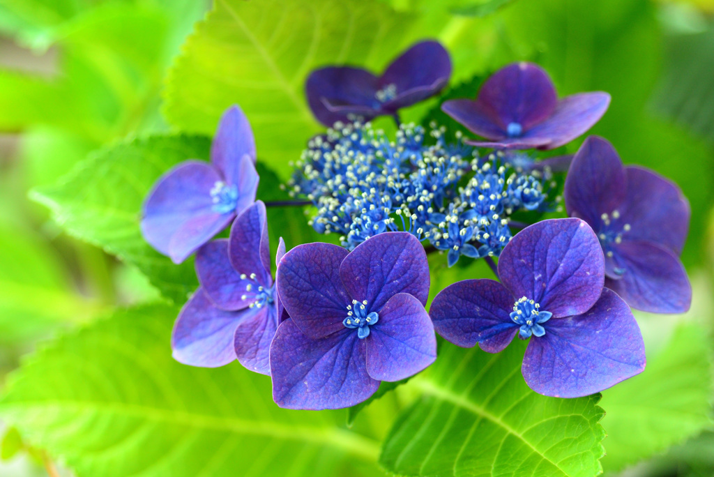 夏の花壇の中で５