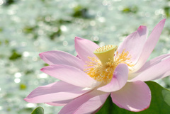 夏の瓢湖で２