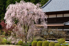 庭先の枝垂桜