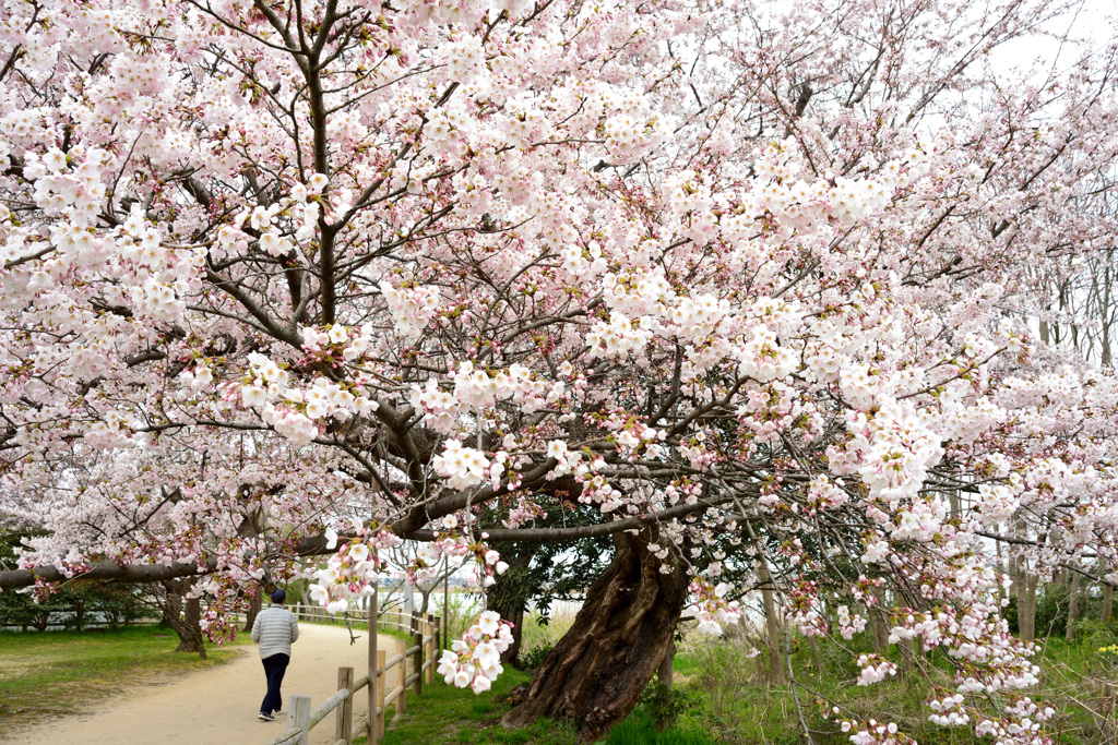 桜のある風景１