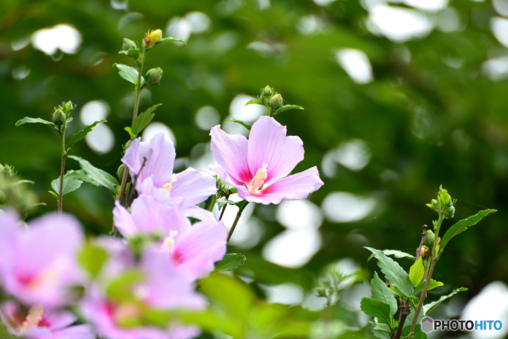 芙蓉も夏をつげる１