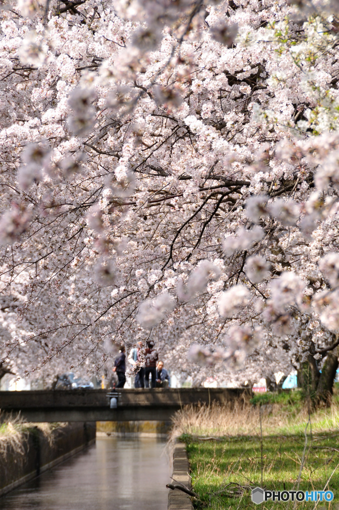 桜の記憶と記録の中から1-7