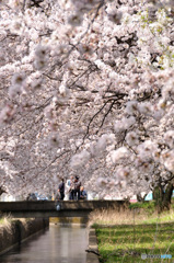 桜の記憶と記録の中から1-7
