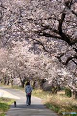 桜の記憶と記録の中から1-4