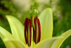 越後うまれのユリ展示会で６