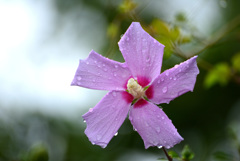 激しい雨のあとで１