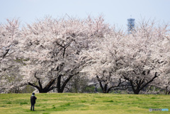 足をも止める桜満開