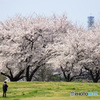 足をも止める桜満開
