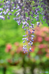 植物園にて（１）