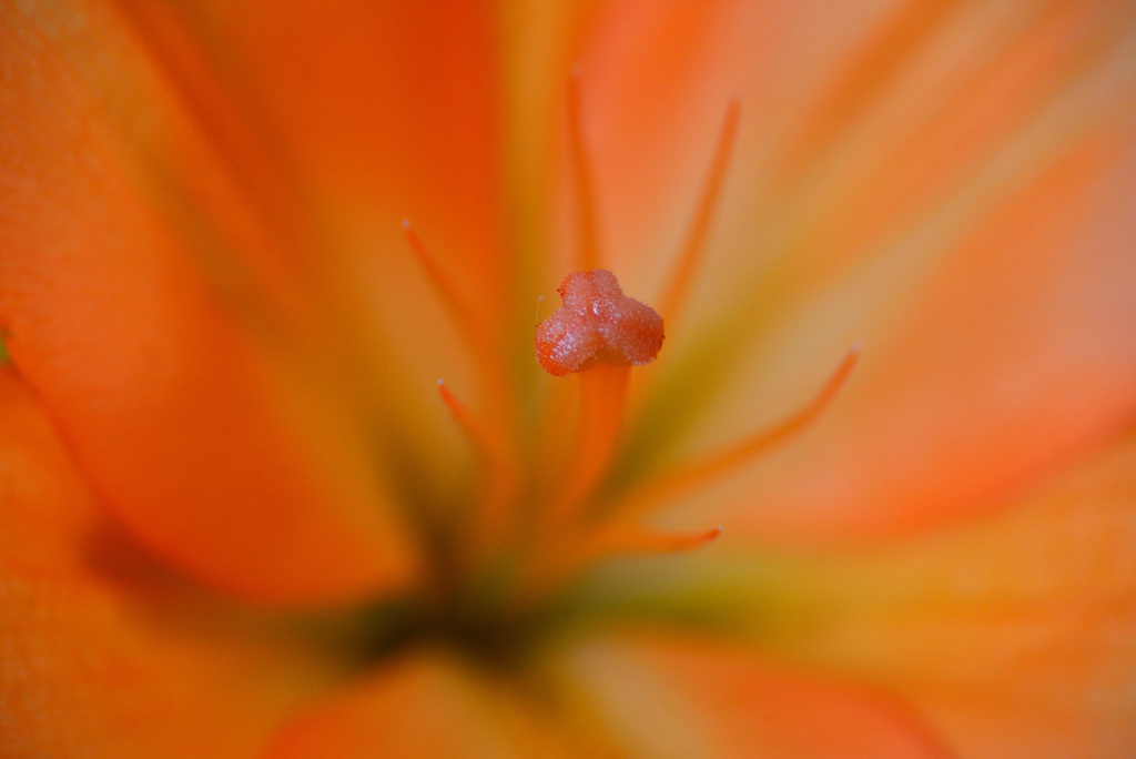 越後うまれのユリ展示会で３