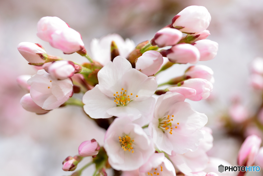 今が盛りと咲きほこる６