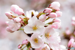 今が盛りと咲きほこる６