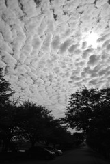 残暑に咲くオニバス上空の雲