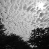 残暑に咲くオニバス上空の雲