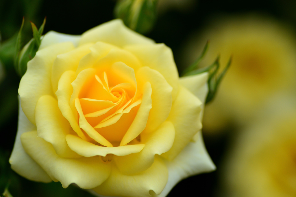 最後の平成六月のバラ４