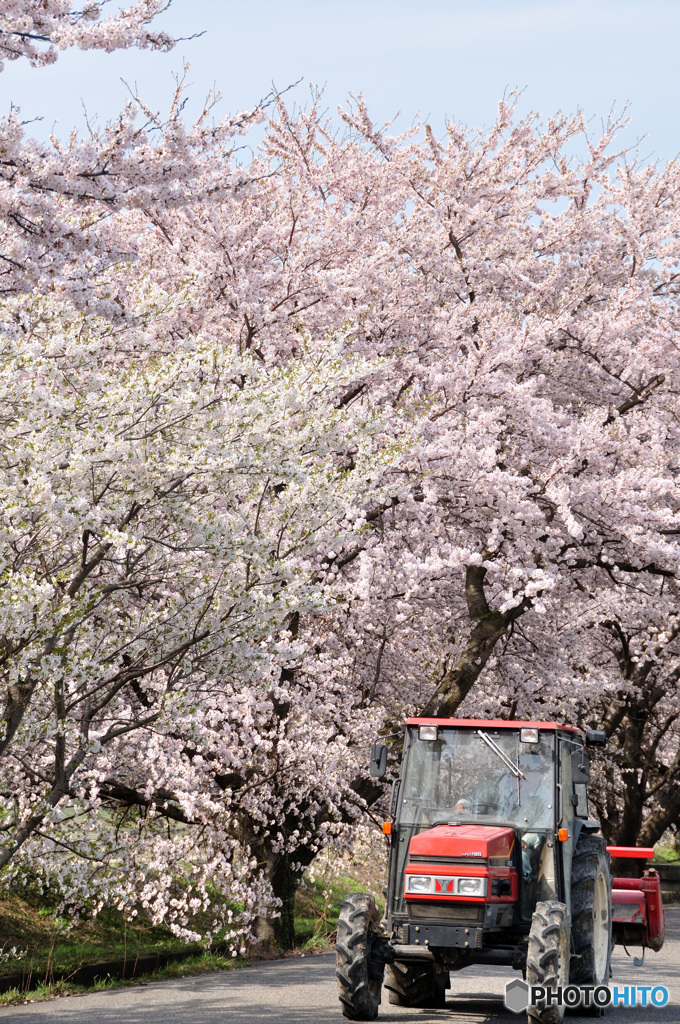桜の記憶と記録の中から1-2