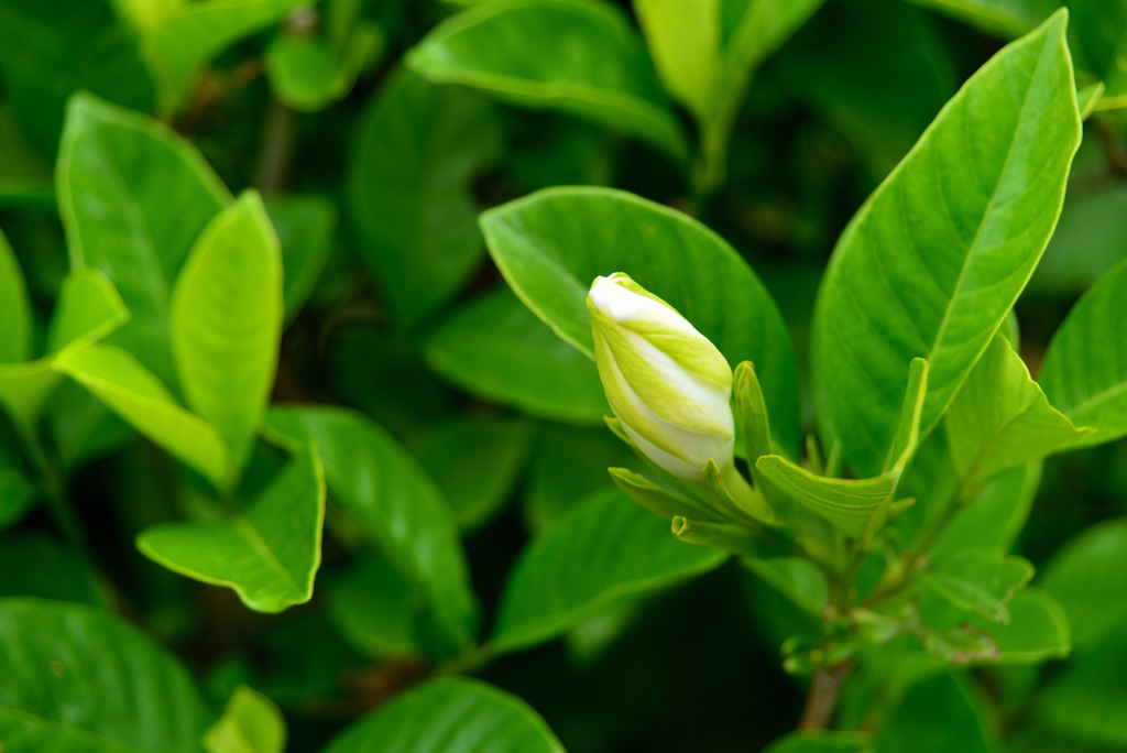 夏の花壇の中で１