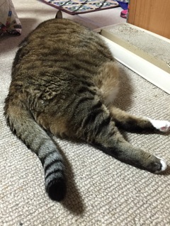背中で語る猫