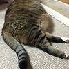 背中で語る猫