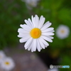 お花